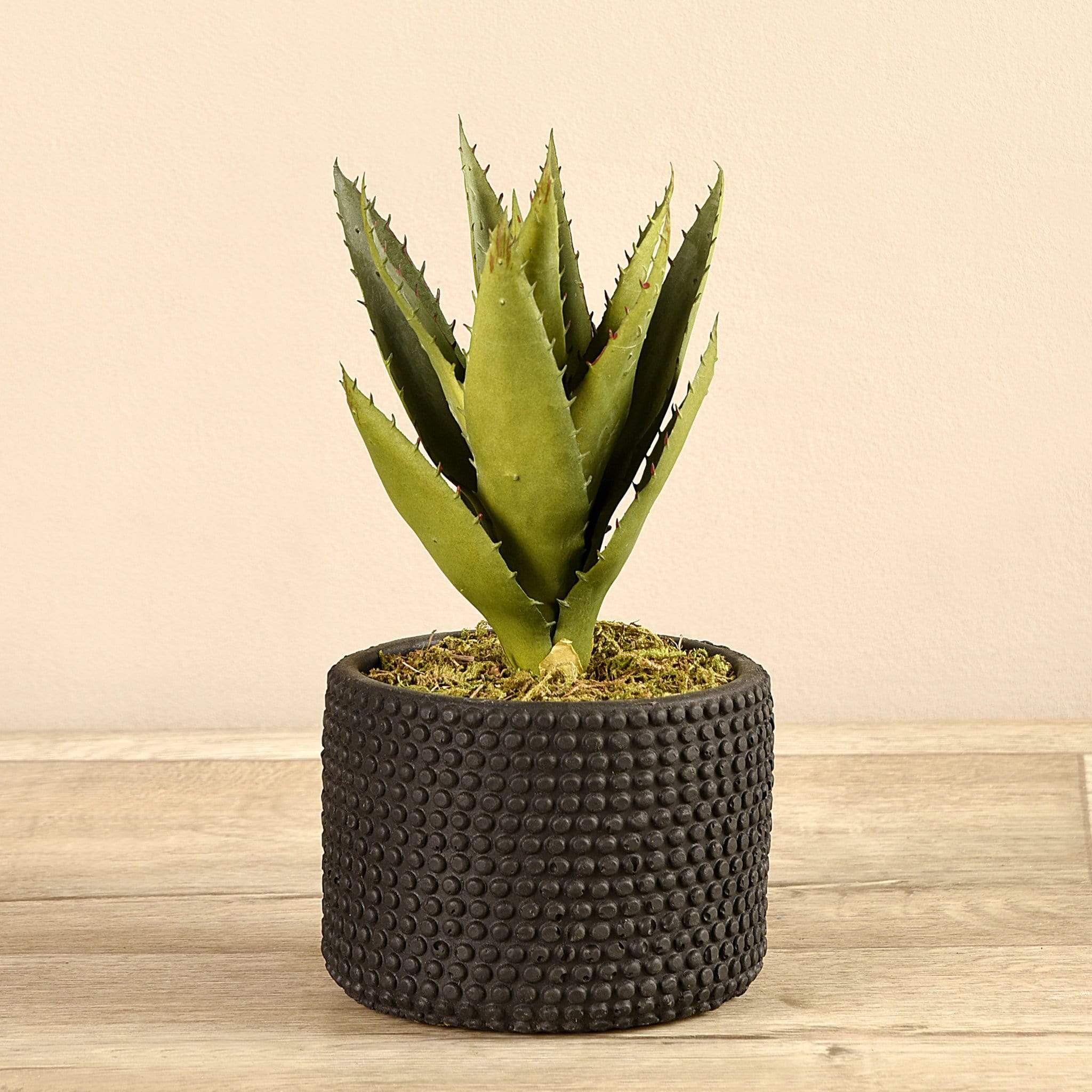 Potted Aloe - Bloomr