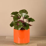 Artificial Potted Ligularia - Bloomr