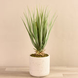 Small Yucca Palm in Concrete Pot - Bloomr