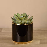 Artificial Succulent in Black Pot - Bloomr