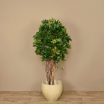 Artificial Schefflera Tree - Bloomr