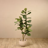 Artificial Fiddle Tree (Discontinued) - Bloomr
